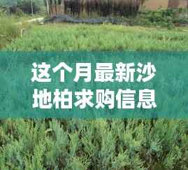 本月沙地柏求购信息一览，最新求购概览及市场动态