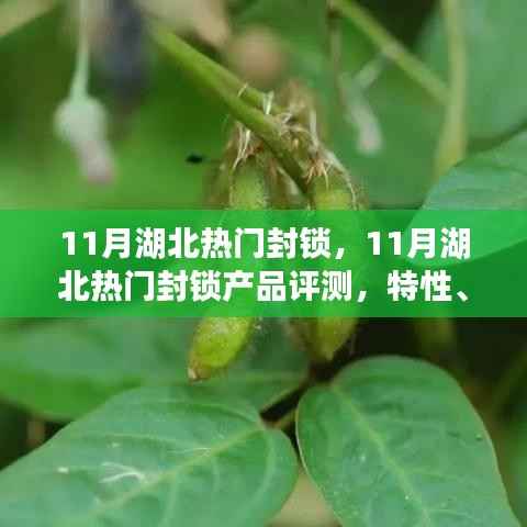 湖北热门封锁产品全面解析,特性、体验、竞品对比及用户群体深度分析