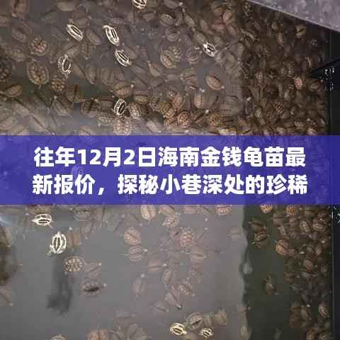 探秘海南金钱龟苗,珍稀宝藏与最新报价的传奇故事