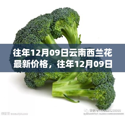 往年12月09日云南西兰花价格深度解析与介绍