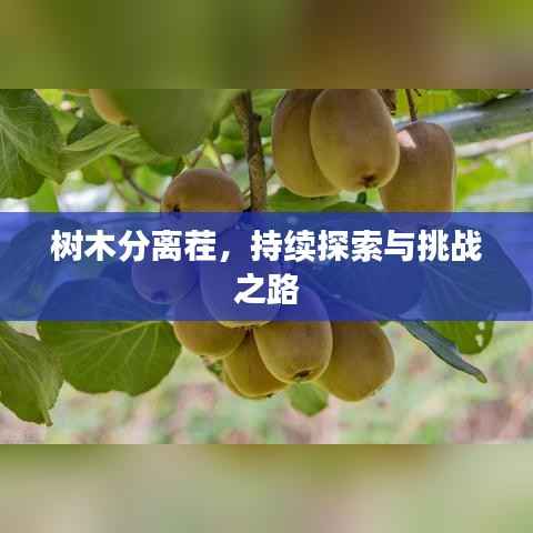 树木分离茬,持续探索与挑战之路