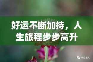 好运不断加持,人生旅程步步高升!